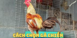 cach chon ga chien